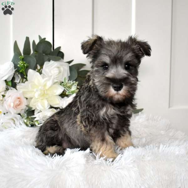Bailey, Miniature Schnauzer Puppy