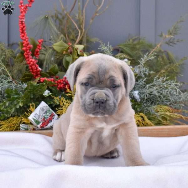 Bailey, Cane Corso Puppy