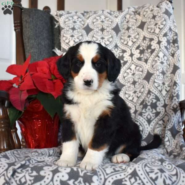Bailey, Bernedoodle Puppy