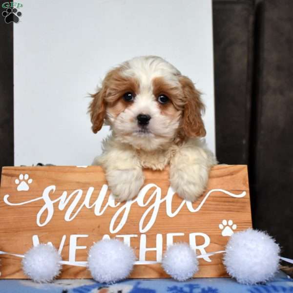 Bailey, Cavapoo Puppy