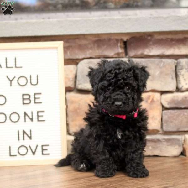 Bailey, Bich-Poo Puppy