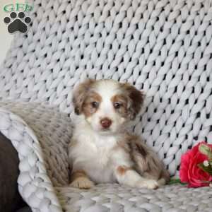 Bailey, Mini Bernedoodle Puppy