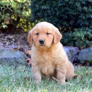 Bailey, Golden Retriever Puppy