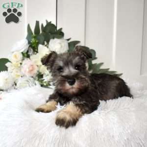Bailey, Miniature Schnauzer Puppy