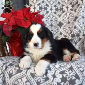 Bailey, Bernedoodle Puppy