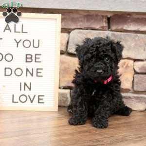 Bailey, Bich-Poo Puppy