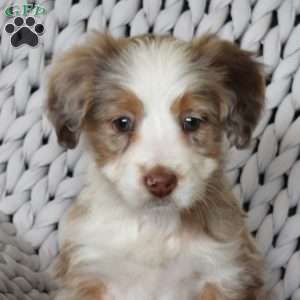 Bailey, Mini Bernedoodle Puppy