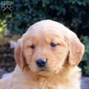 Bailey, Golden Retriever Puppy