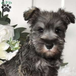 Bailey, Miniature Schnauzer Puppy
