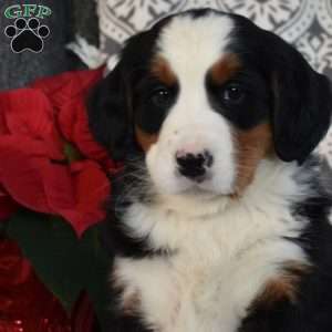 Bailey, Bernedoodle Puppy