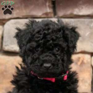 Bailey, Bich-Poo Puppy