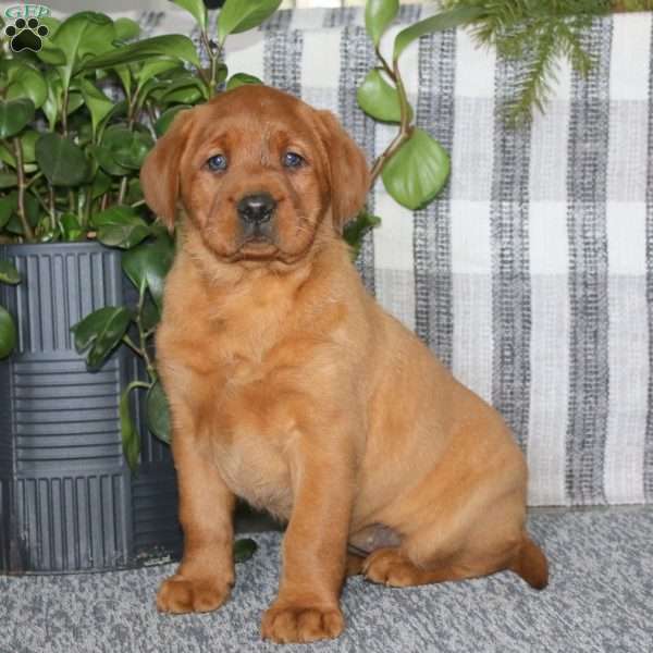 Bailey, Fox Red Labrador Retriever Puppy
