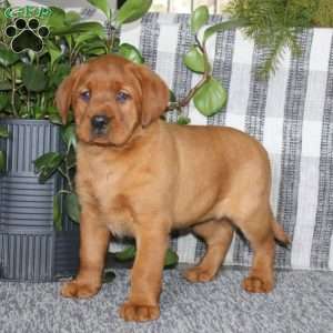 Bailey, Fox Red Labrador Retriever Puppy