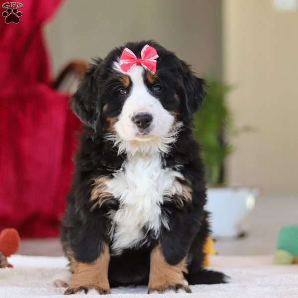 Bailey, Bernese Mountain Dog Puppy