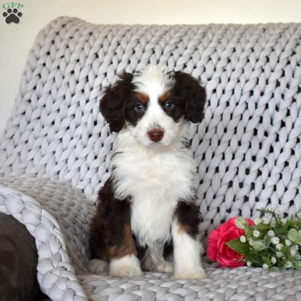 Bandit, Mini Bernedoodle Puppy