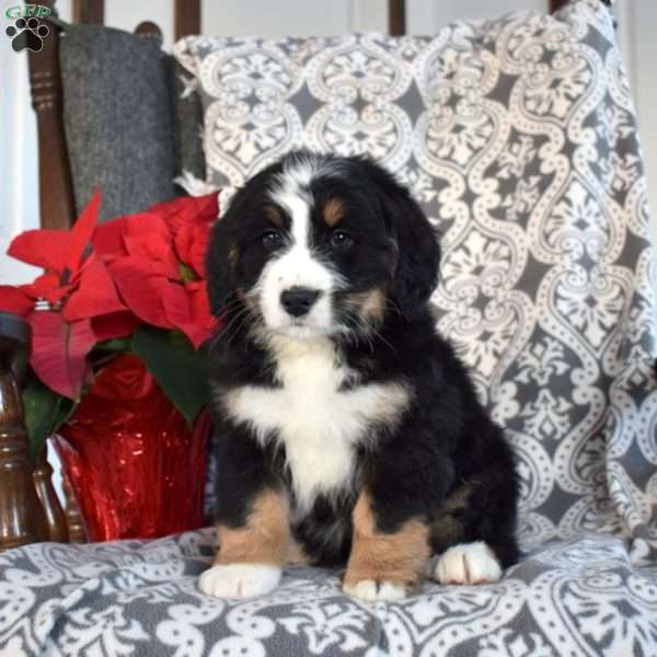 Bandit, Mini Bernedoodle Puppy