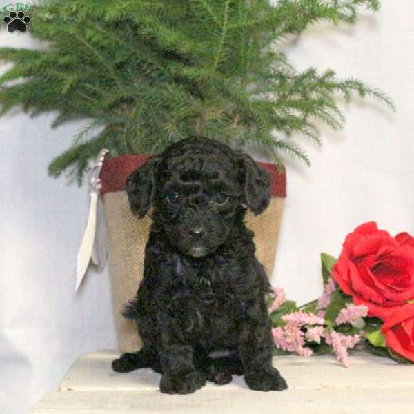 Bandit, Yorkie Poo Puppy