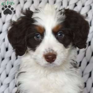 Bandit, Mini Bernedoodle Puppy