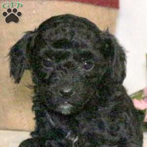 Bandit, Yorkie Poo Puppy