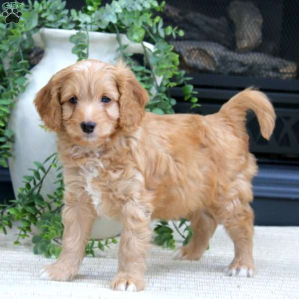 Barkley-F1B, Cavapoo Puppy