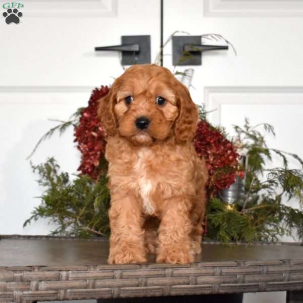 Barley, Cavapoo Puppy
