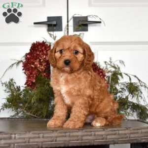Barley, Cavapoo Puppy