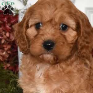 Barley, Cavapoo Puppy