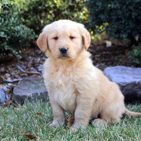 Barney, Golden Retriever Puppy