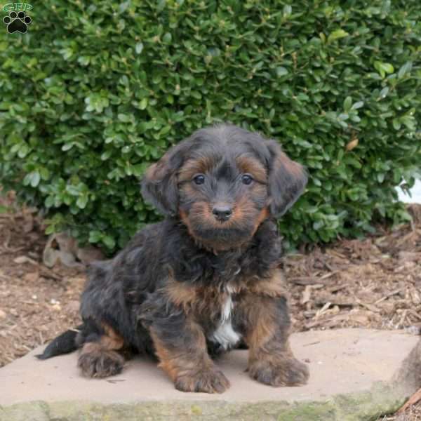 Baxter, Havanese Puppy