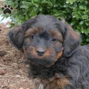Baxter, Havanese Puppy