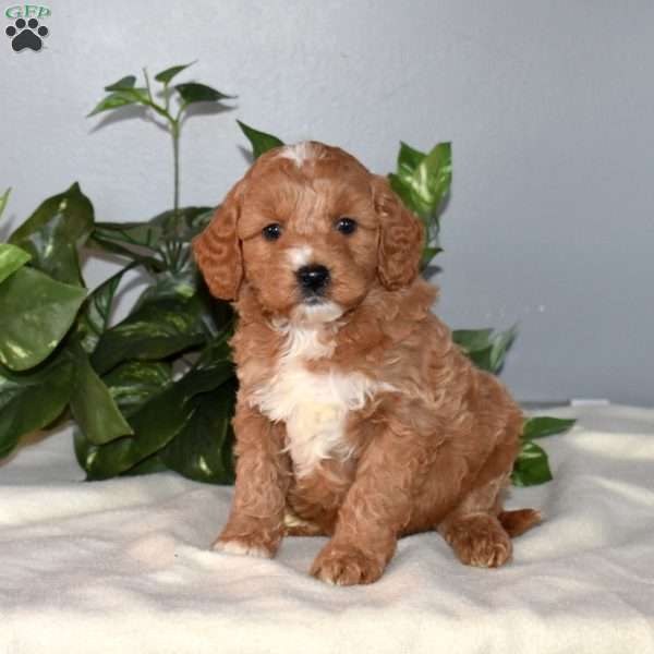 Beanie, Mini Goldendoodle Puppy