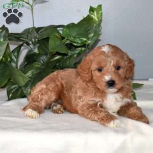 Beanie, Mini Goldendoodle Puppy