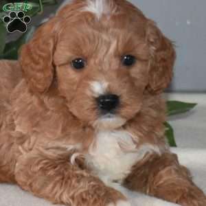 Beanie, Mini Goldendoodle Puppy
