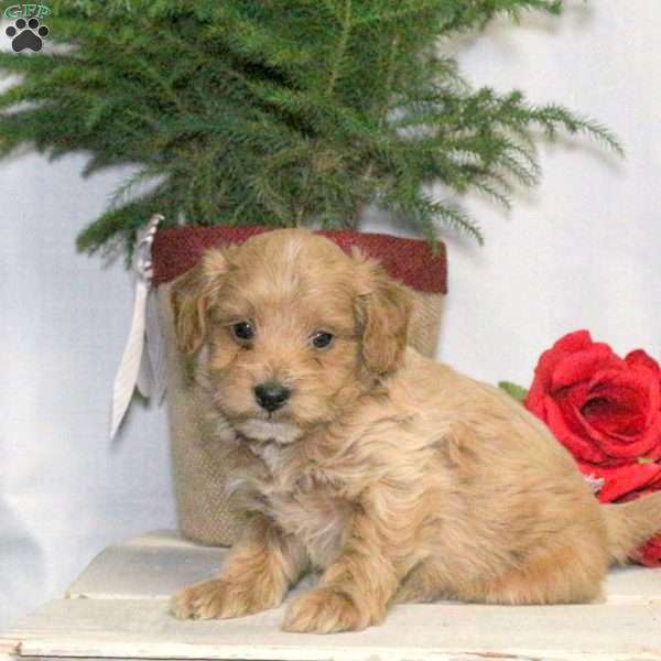 Bear, Yorkie Poo Puppy