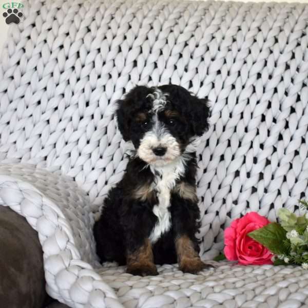 Bear, Mini Bernedoodle Puppy
