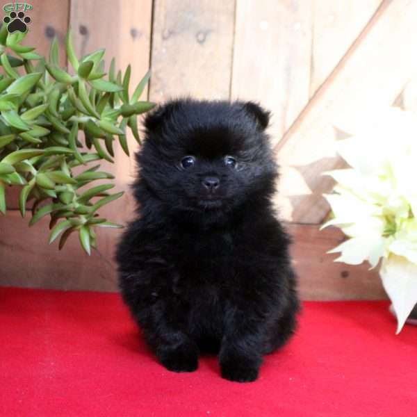 Bear, Pomeranian Puppy