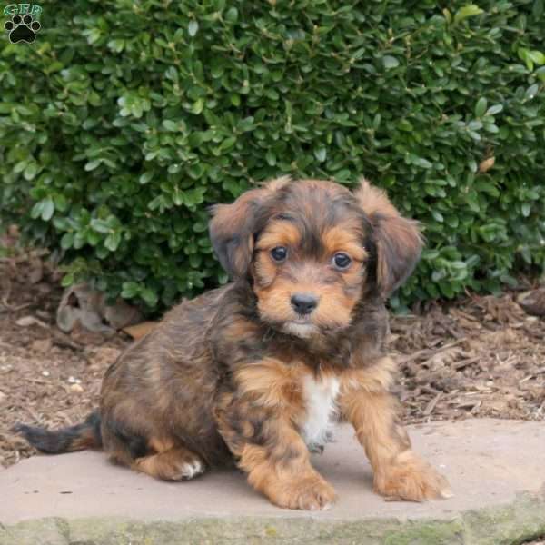 Bear, Havanese Puppy