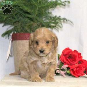 Bear, Yorkie Poo Puppy