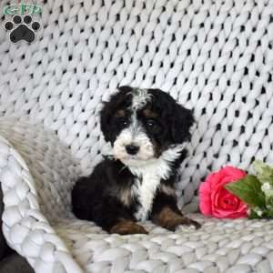 Bear, Mini Bernedoodle Puppy
