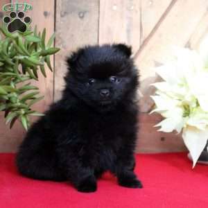 Bear, Pomeranian Puppy