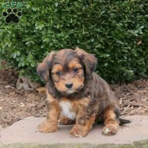 Bear, Havanese Puppy