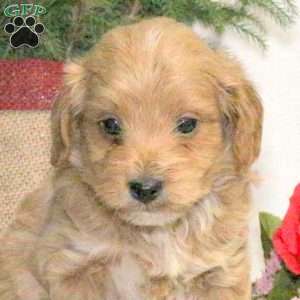 Bear, Yorkie Poo Puppy