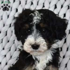 Bear, Mini Bernedoodle Puppy