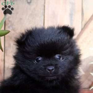 Bear, Pomeranian Puppy