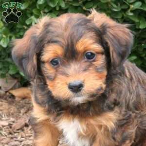 Bear, Havanese Puppy