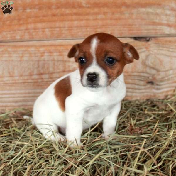 Beatrice, Jack Russell Terrier Puppy