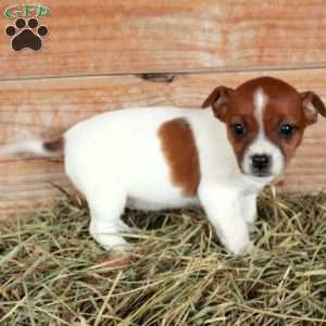 Beatrice, Jack Russell Terrier Puppy