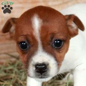 Beatrice, Jack Russell Terrier Puppy