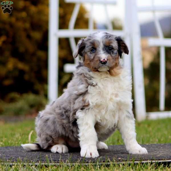 Beauty, Mini Aussiedoodle Puppy