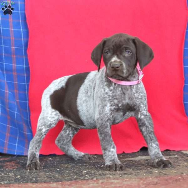 Beauty, German Shorthaired Pointer Puppy